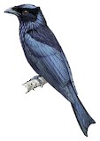 Sumatran Drongo Illustration