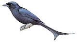 Tablas Drongo Illustration