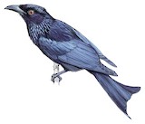 Spangled Drongo Illustration