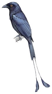 Greater Racket-tailed Drongo - Dicrurus paradiseus - Birds of the World