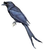 Sri Lanka Drongo Illustration