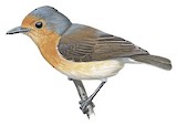 Palau Flycatcher Illustration