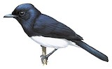 Steel-blue Flycatcher Illustration