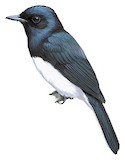 Makira Flycatcher Illustration