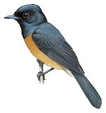 Vanikoro Flycatcher Illustration