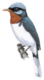 Chestnut-throated Flycatcher Illustration