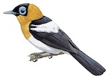 Ochre-collared Monarch Illustration