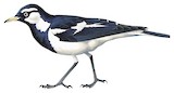 Magpie-lark Illustration