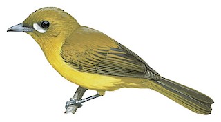 Carterornis chrysomela chrysomela