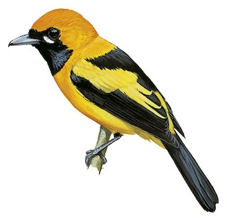 Carterornis chrysomela kordensis