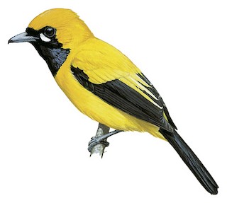 Carterornis chrysomela pulcherrimus