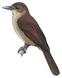 Illustrations Santa Cruz Shrikebill Clytorhynchus