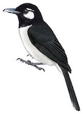 Santa Cruz Shrikebill Illustration