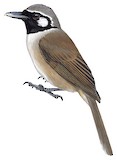 Black-throated Shrikebill Illustration