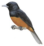 Chestnut-bellied Monarch Illustration