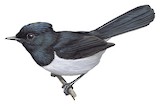 Blue-headed Crested Flycatcher Illustration