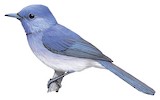 Pale-blue Monarch Illustration