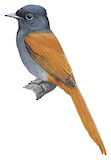 Bates's Paradise Flycatcher Illustration