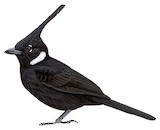 Crested Jayshrike Illustration