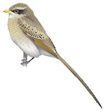 Yellow-billed Shrike Illustration