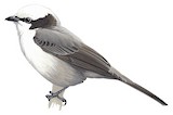 Southern White-crowned Shrike Illustration