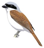 Tiger Shrike Illustration