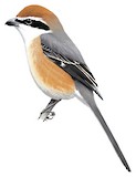 Bull-headed Shrike Illustration