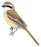 Brown Shrike Illustration