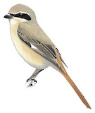 Isabelline Shrike Illustration