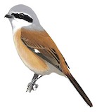 Emin's Shrike Illustration