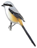 Long-tailed Shrike Illustration