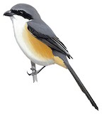 Mountain Shrike Illustration