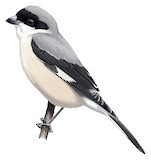 Lesser Grey Shrike Illustration