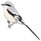 Chinese Grey Shrike Illustration