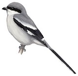 Giant Grey Shrike Illustration