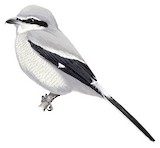 Northern Shrike Illustration