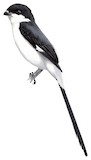 Long-tailed Fiscal Illustration