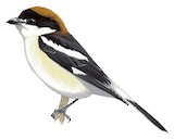 Woodchat Shrike Illustration