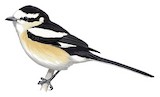 Masked Shrike Illustration