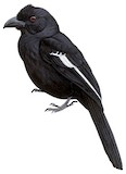 Bornean Black Magpie Illustration