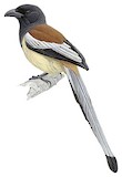 Rufous Treepie Illustration