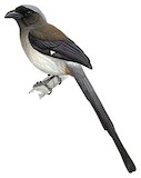 Grey Treepie Illustration