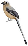 Bornean Treepie Illustration