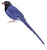 Taiwan Blue Magpie Illustration