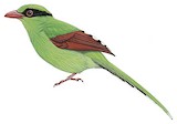 Common Green Magpie Illustration