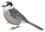 Canada Jay Illustration