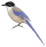 Iberian Magpie Illustration