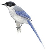 Azure-winged Magpie Illustration