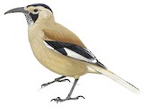 Xinjiang Ground Jay Illustration