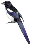 Eurasian Magpie Illustration